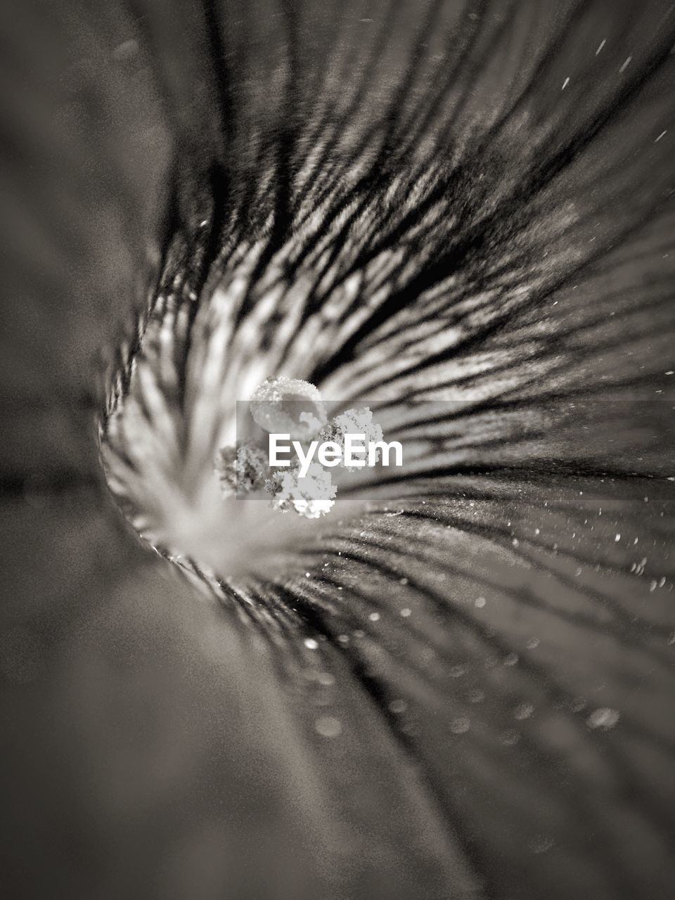 Extreme close-up of water drops on flower