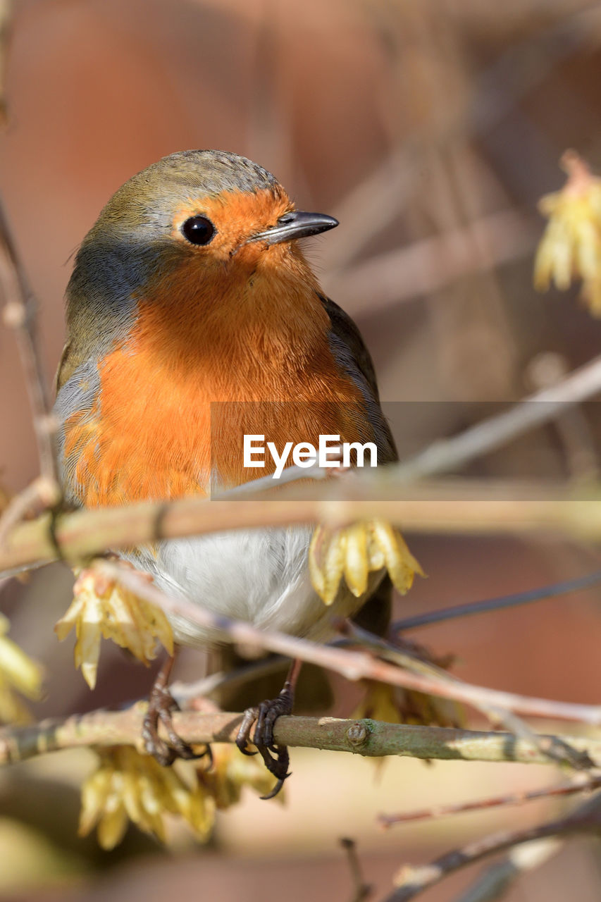 Portrait of a robin perched in a tree