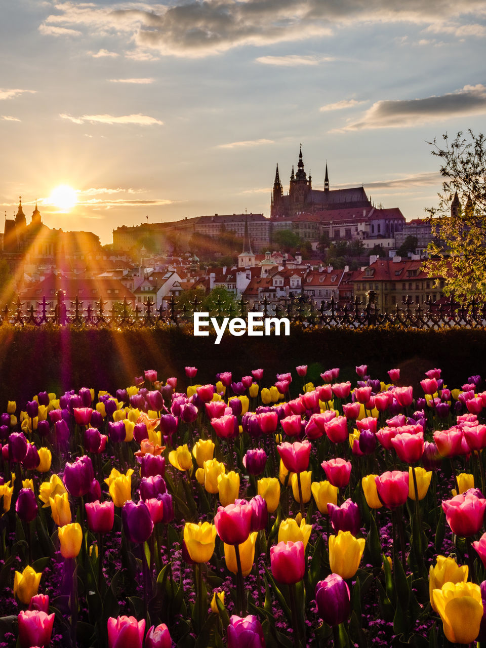 VIEW OF FLOWERING PLANTS WITH BUILDINGS IN BACKGROUND