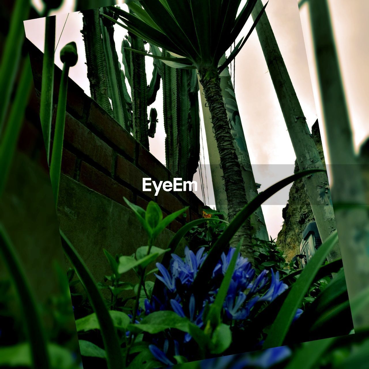 LOW ANGLE VIEW OF PLANTS