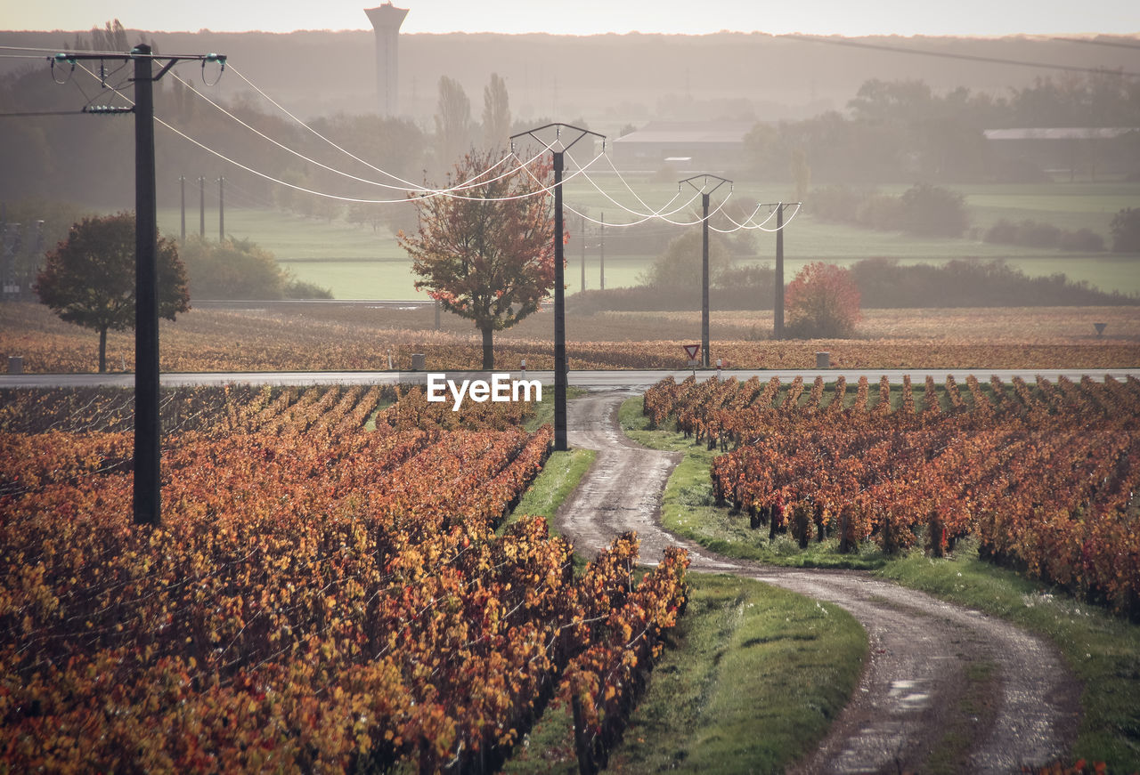 View of vineyard against sky