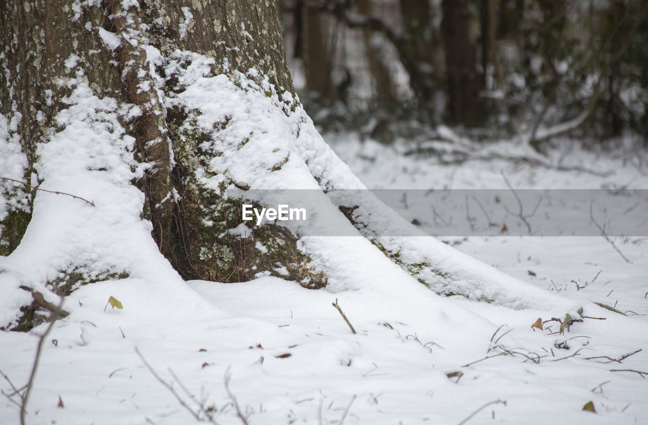 Close-up of snow covered trees on field