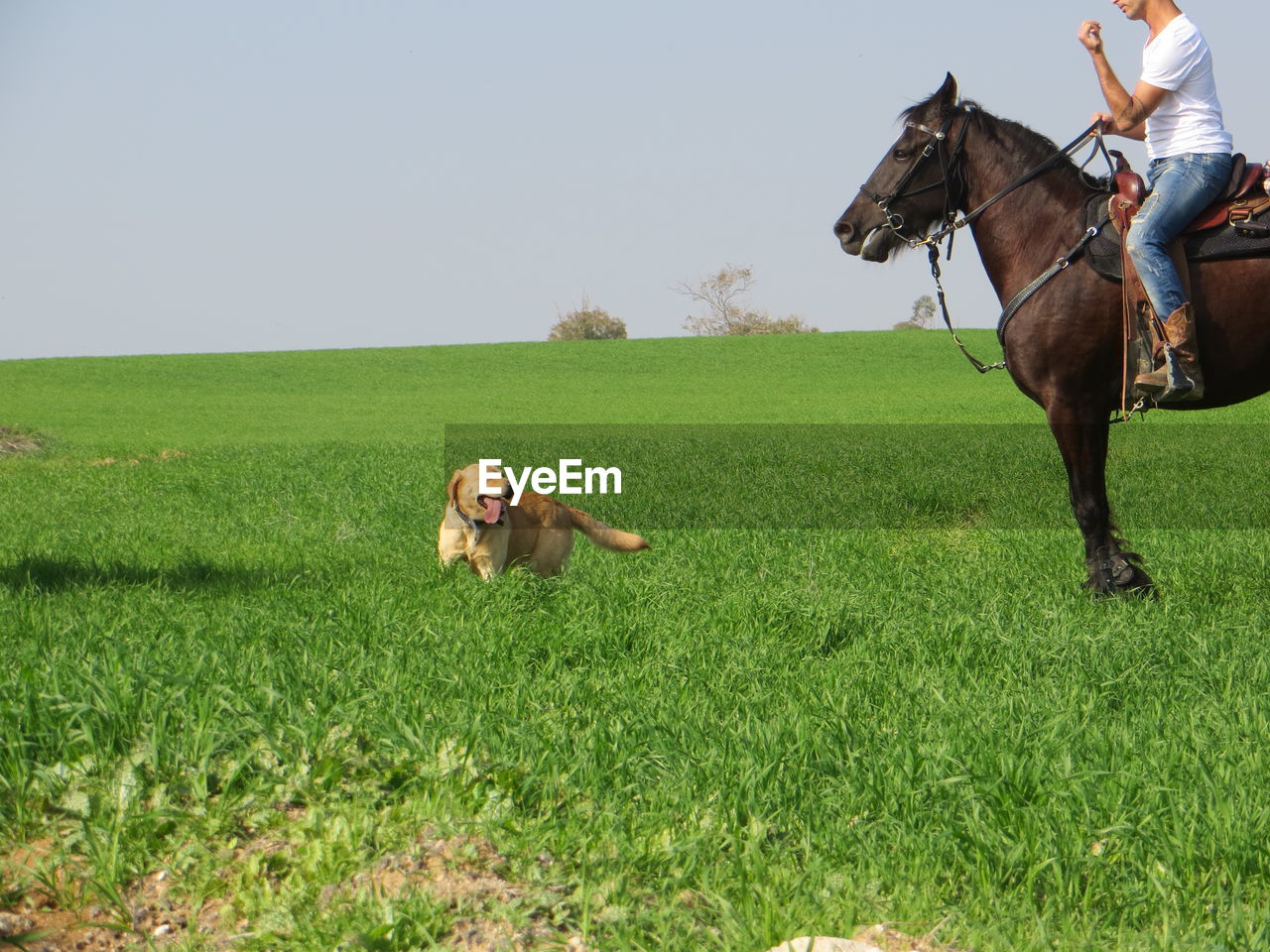 Low section of mid adult woman riding horse on grassy field by dog against clear sky