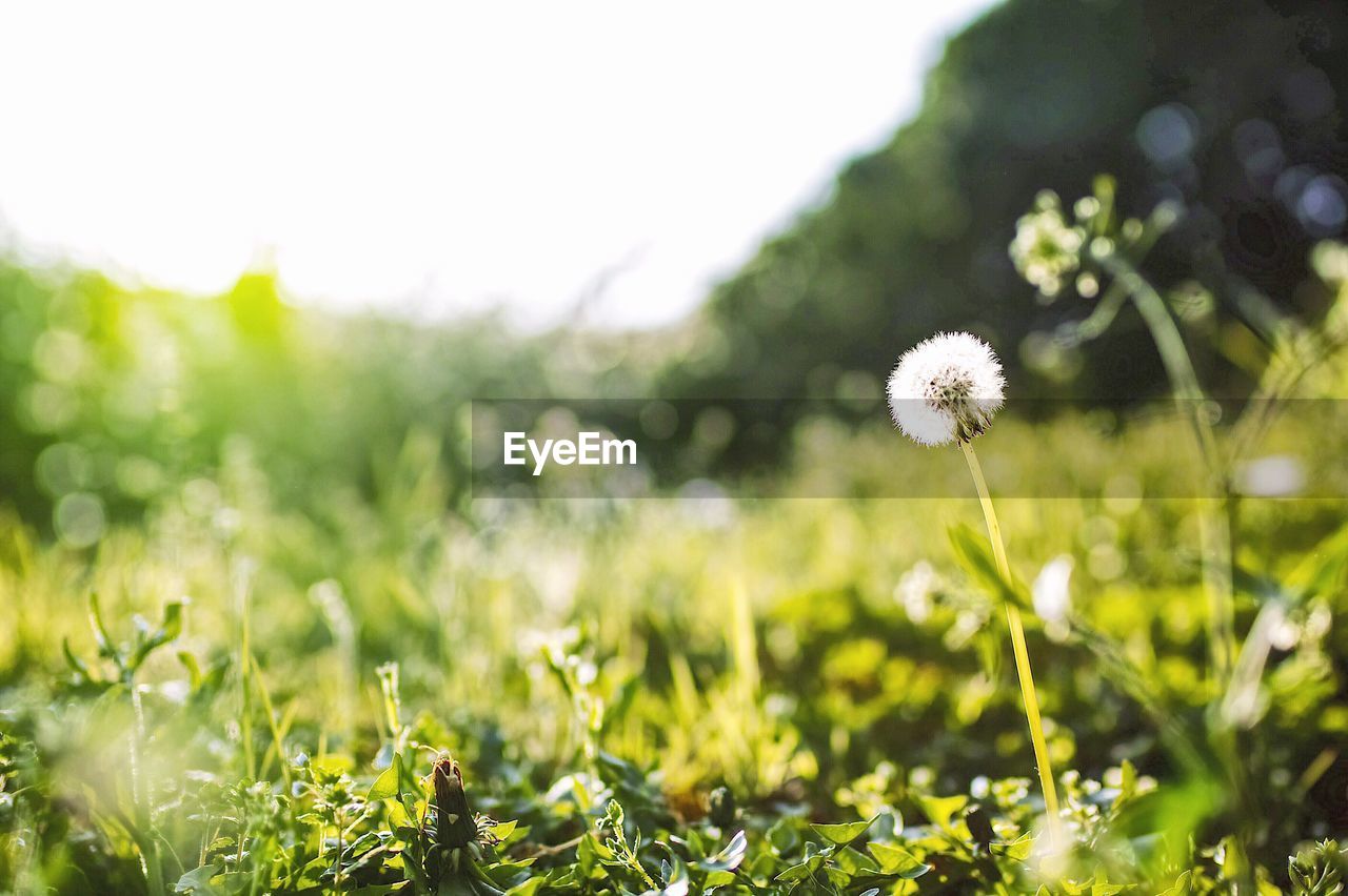 Close-up of dandelion on field