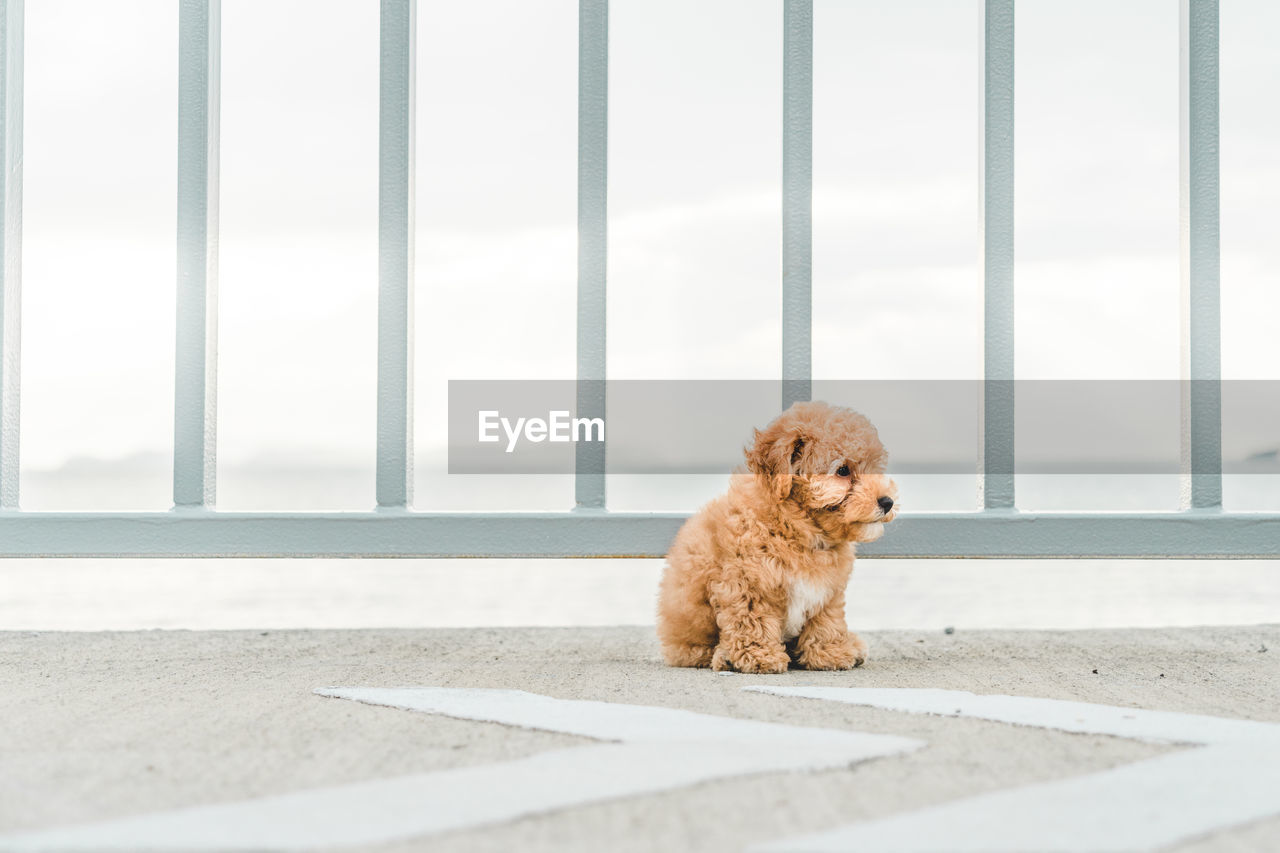 Brown puppy poodle at the walkway in the garden