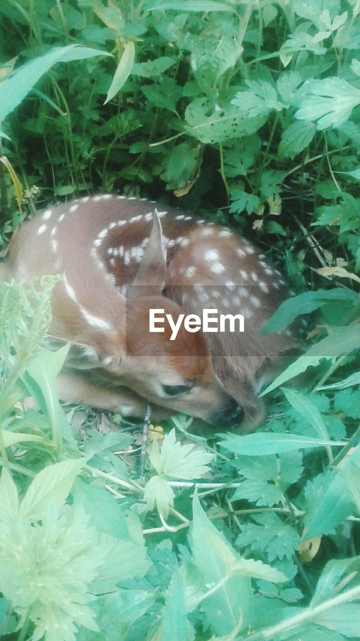 HIGH ANGLE VIEW OF CAT IN GRASS