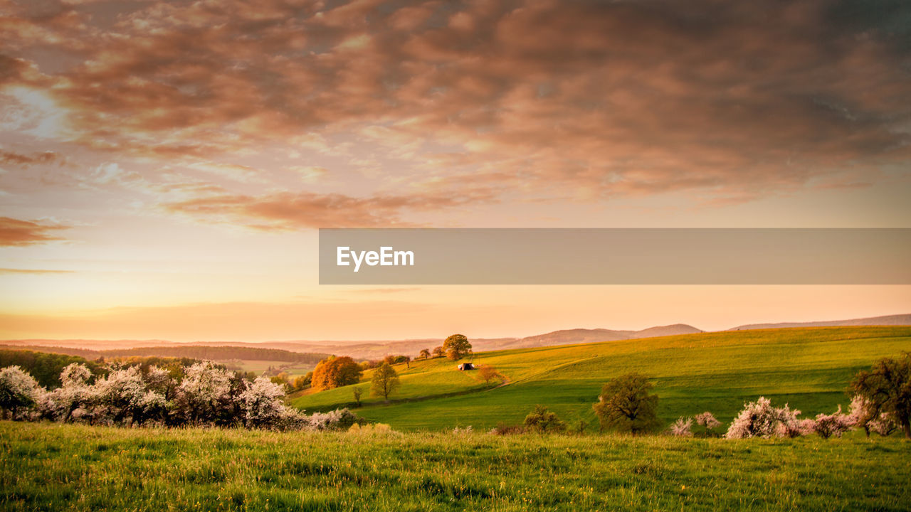 SCENIC VIEW OF GRASSY FIELD AGAINST SKY AT SUNSET