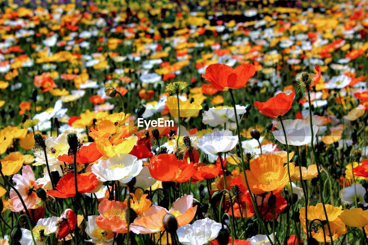 Full frame shot of colorful flowers