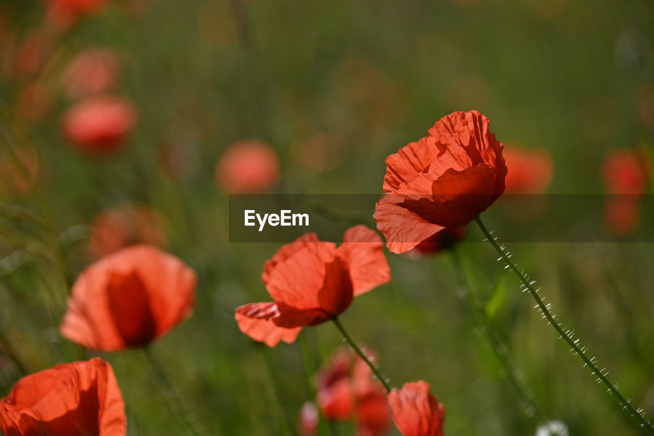 CLOSE-UP OF RED FLOWERING PLANT