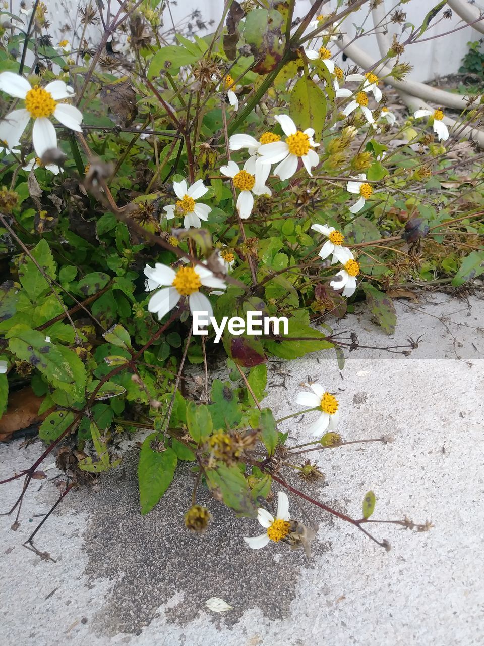 Close up of white and yellow flowers