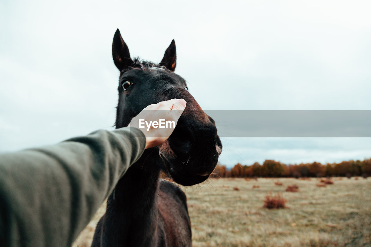 Cropped hand of man touching horse against sky