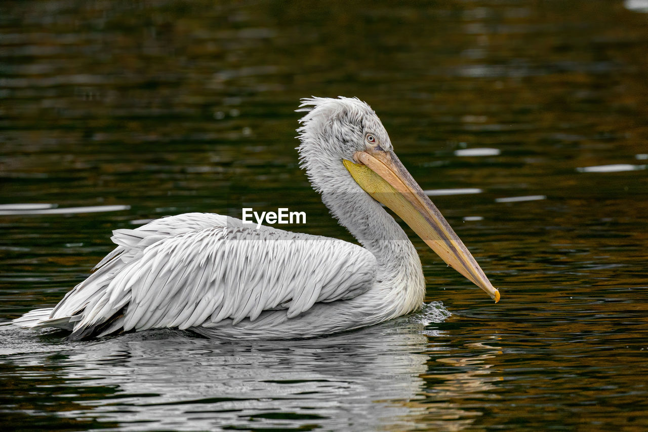 VIEW OF PELICAN IN LAKE