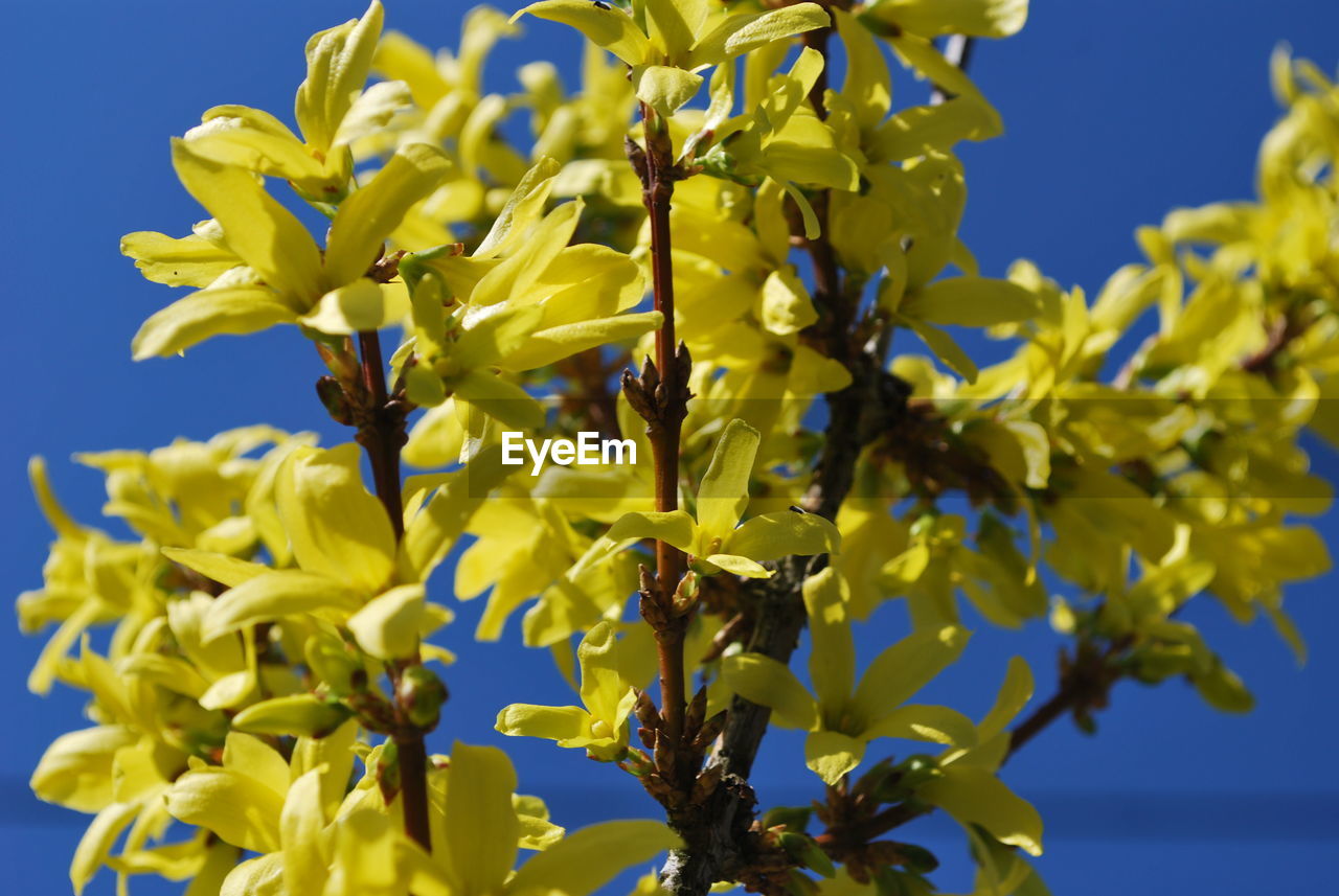 CLOSE-UP OF YELLOW FLOWERING PLANTS AGAINST CLEAR BLUE SKY