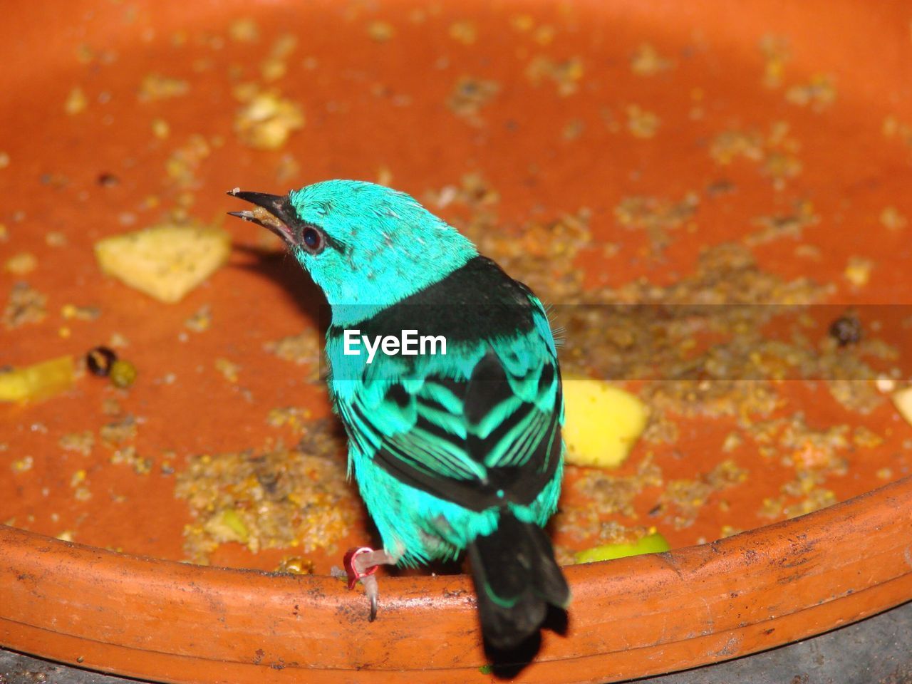 HIGH ANGLE VIEW OF BIRD PERCHING ON A WOOD