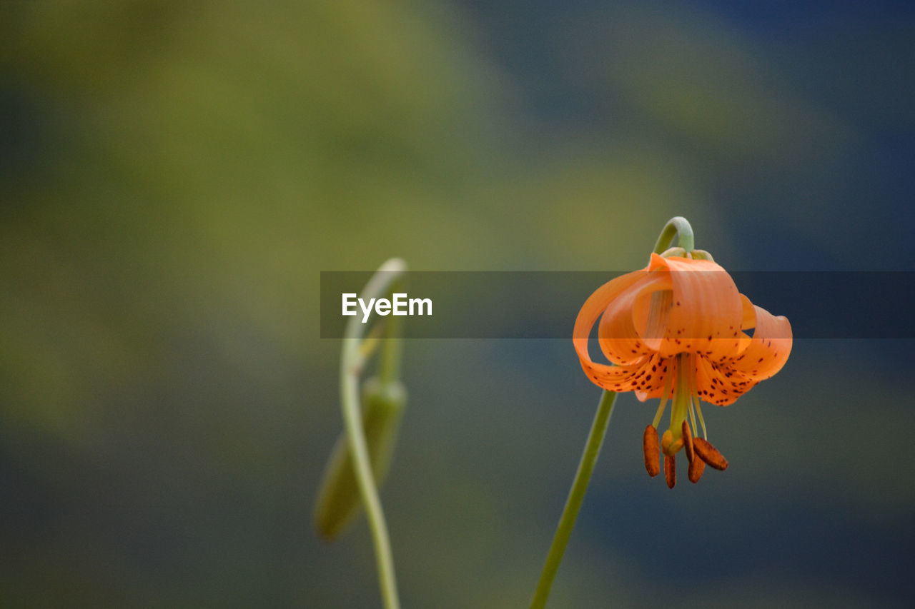 Tiger lilies growing on the hills sides of the inner oregon coast. 