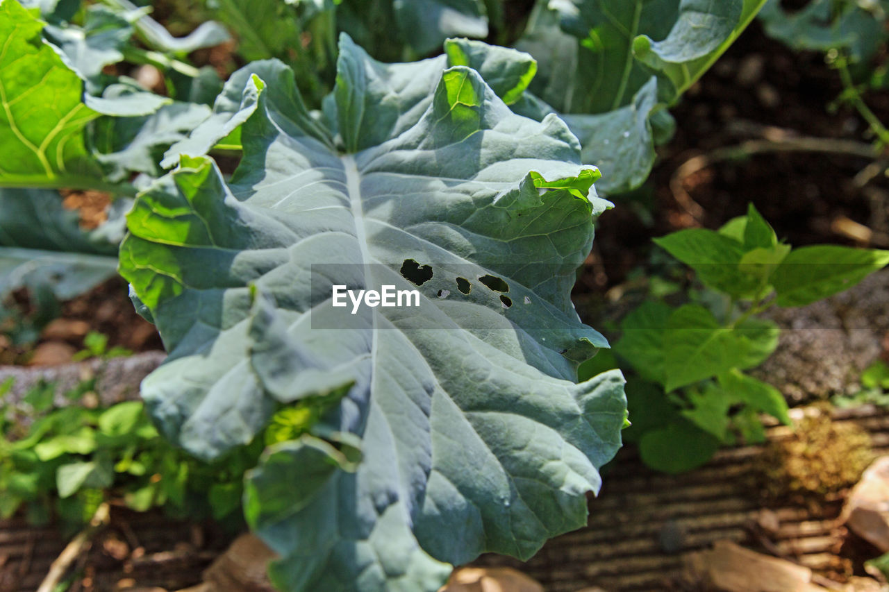 CLOSE-UP OF GREEN LEAVES