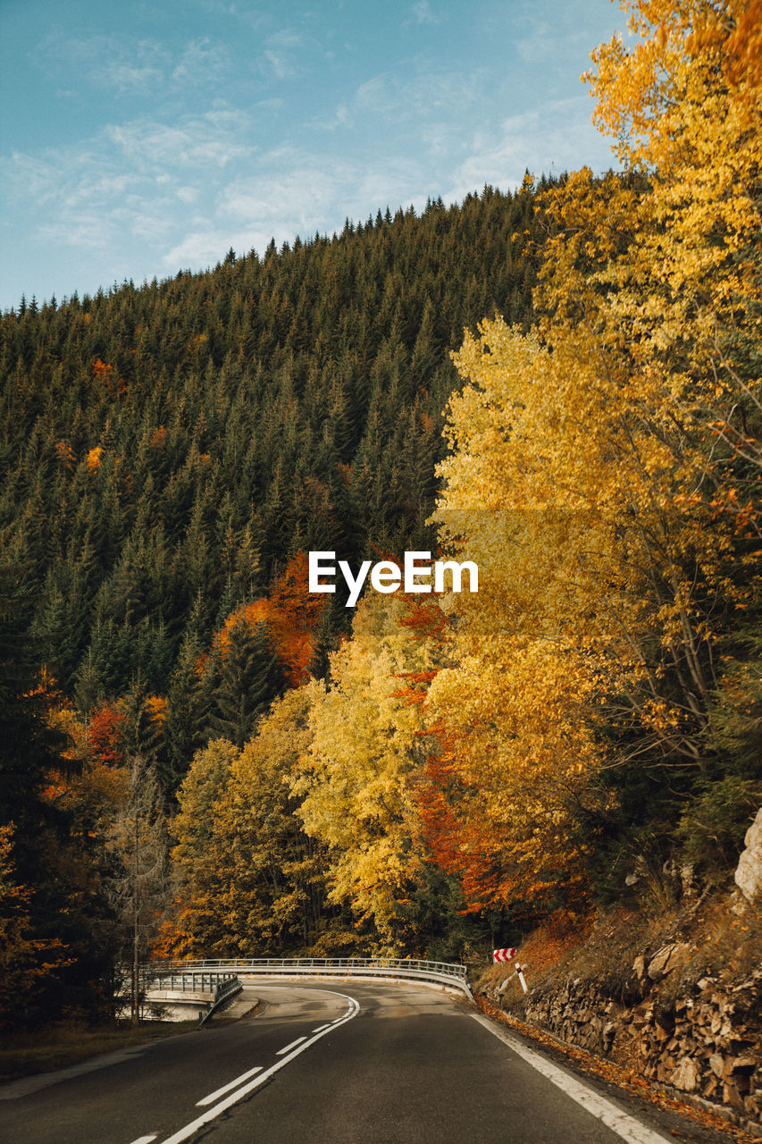 ROAD AMIDST TREES DURING AUTUMN