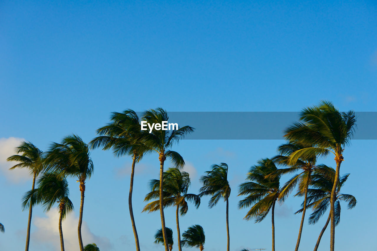 LOW ANGLE VIEW OF PALM TREES AGAINST BLUE SKY