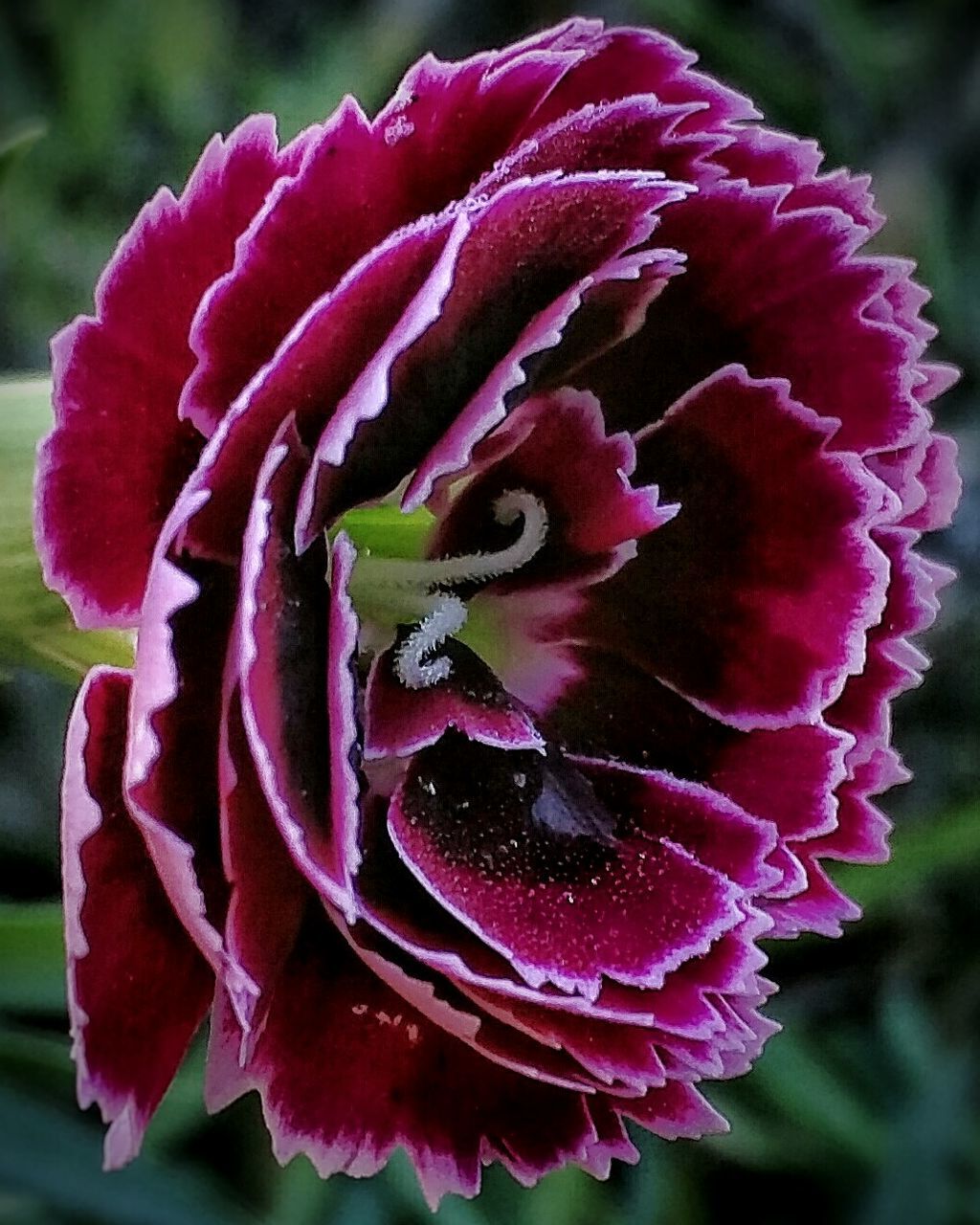 Close-up of pink rose