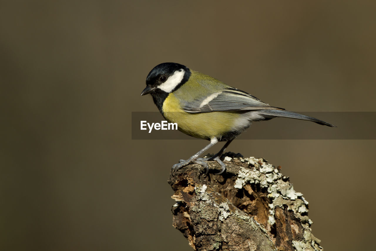 CLOSE-UP OF BIRD PERCHING ON A PLANT AGAINST THE SKY