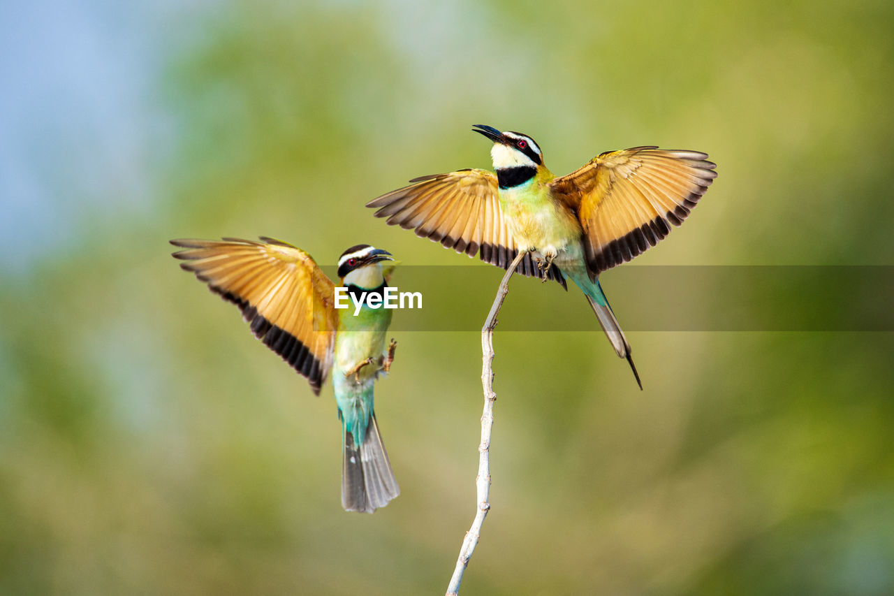 Close-up of bird flying. two white throated bee eaters while hunting in the early morning. 