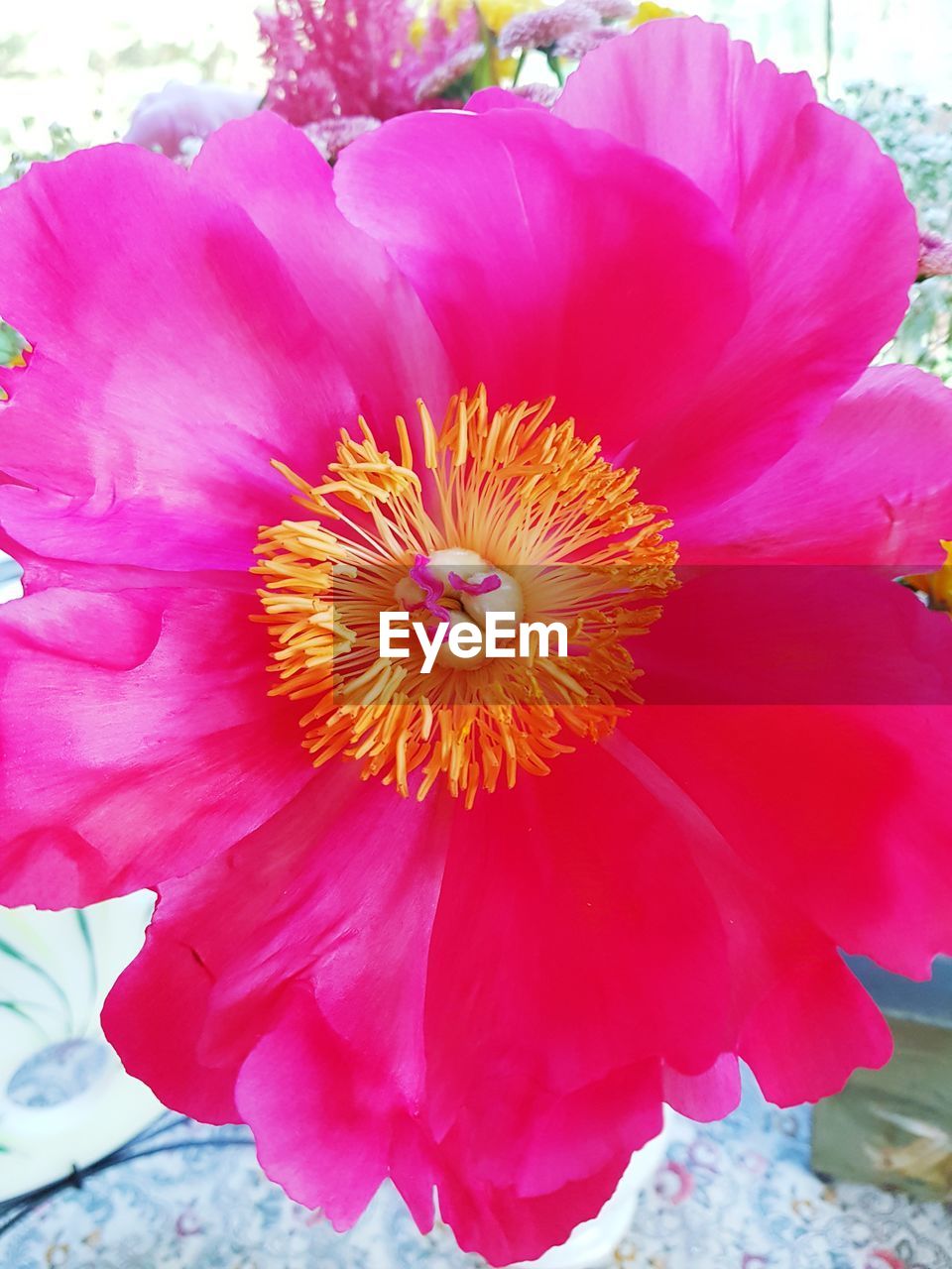 CLOSE-UP OF PINK FLOWERING PLANTS
