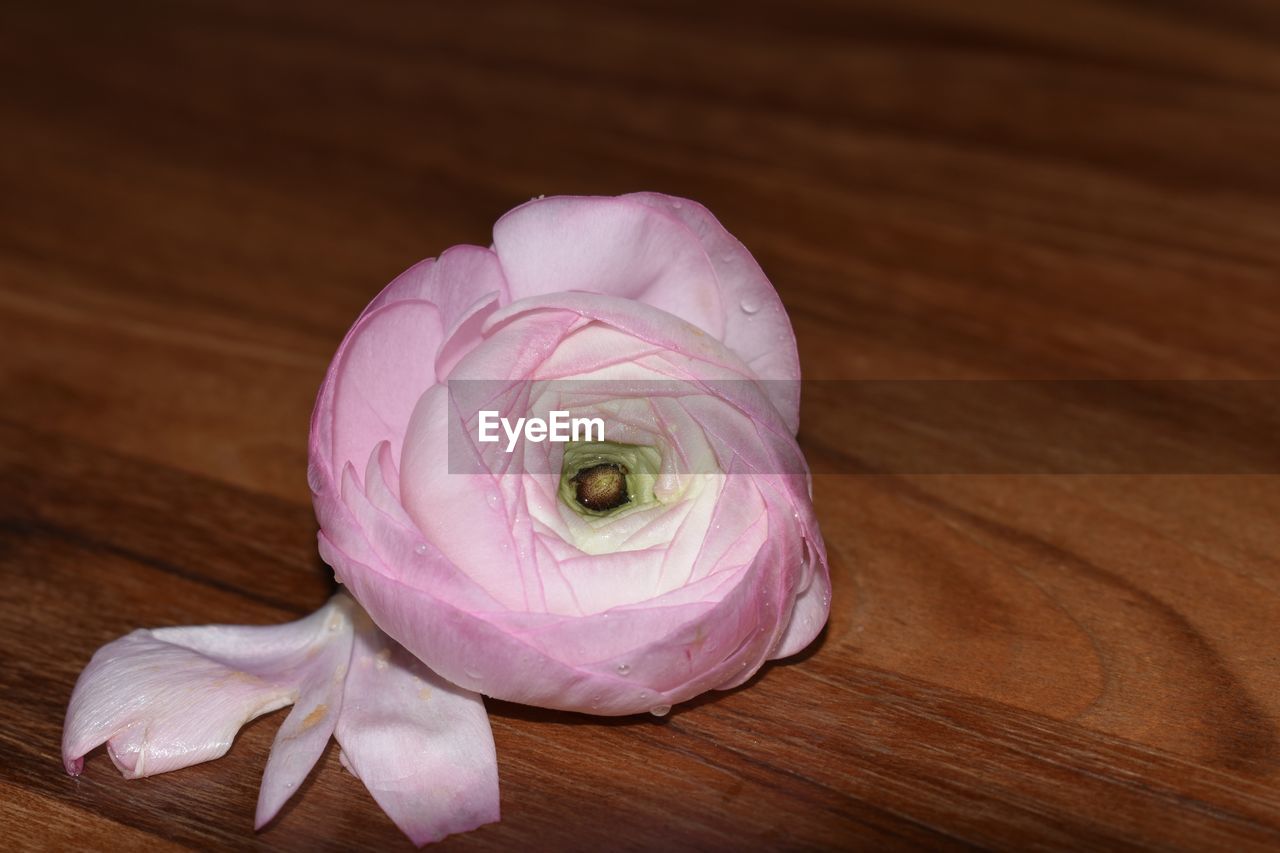 Close-up of pink rose on wooden table