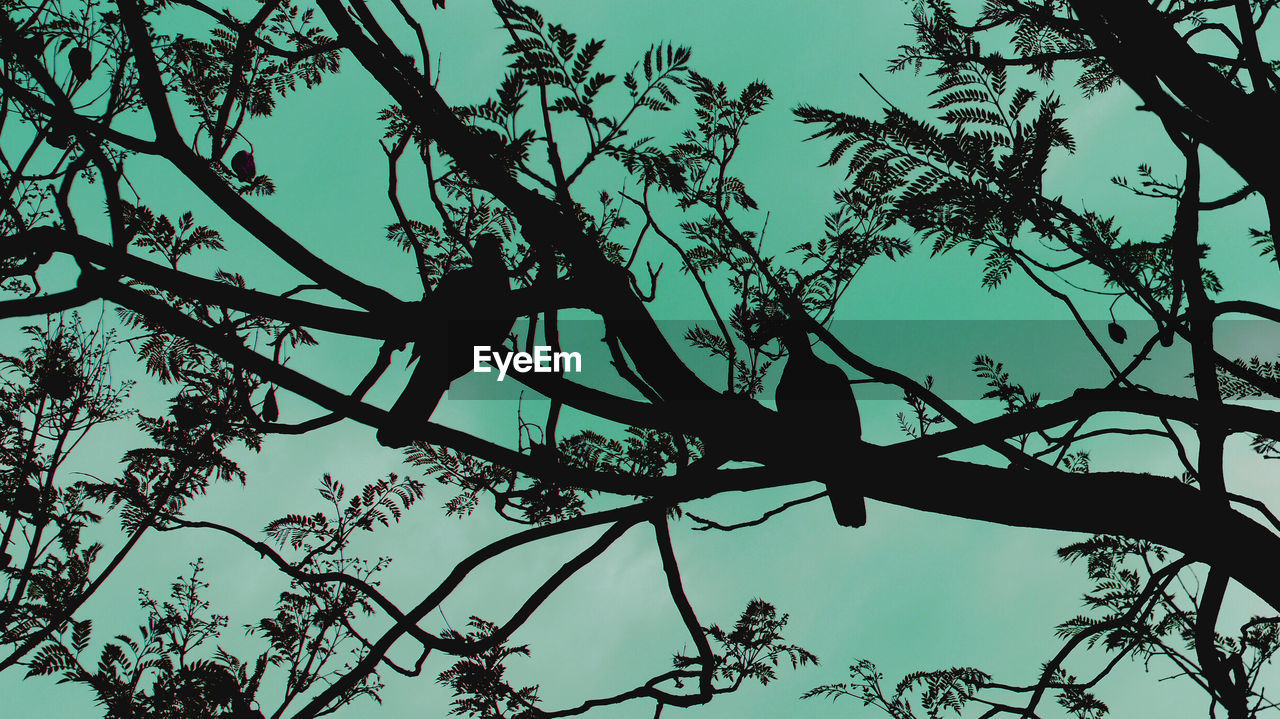 LOW ANGLE VIEW OF SILHOUETTE PERCHING ON TREE AGAINST SKY