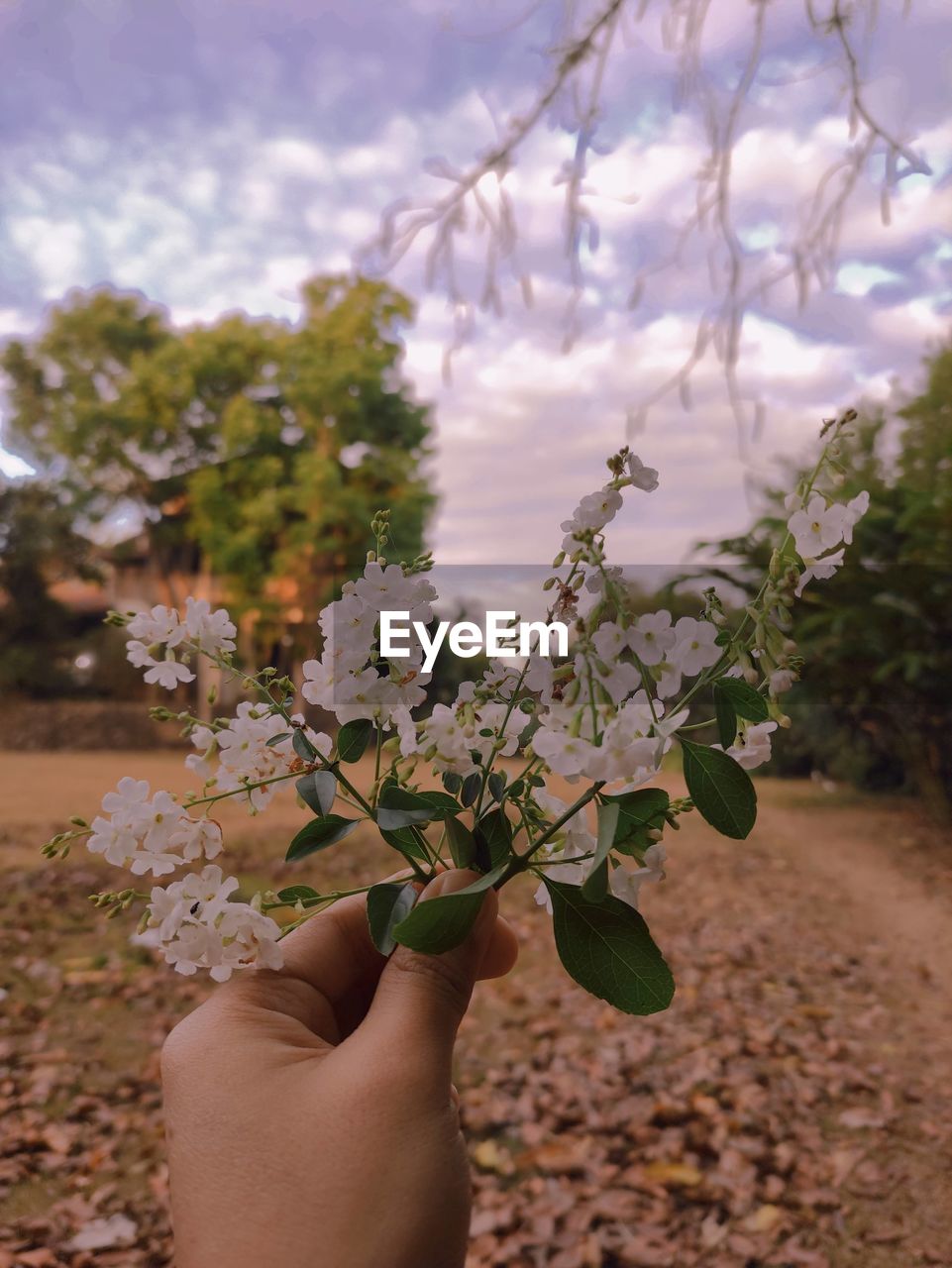 hand, plant, tree, one person, nature, holding, blossom, flower, leaf, branch, beauty in nature, sky, spring, growth, freshness, outdoors, flowering plant, focus on foreground, adult, day, personal perspective, cloud, lifestyles, agriculture, close-up, finger, food, environment, food and drink, produce, plant part, women, shrub, landscape, fragility, leisure activity, land, green