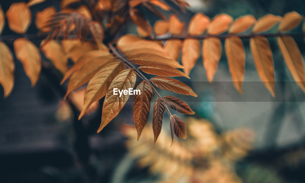 Close-up of autumn leaf