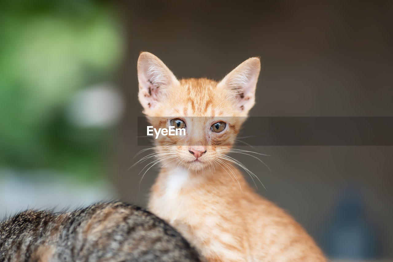 Close-up portrait of kittens