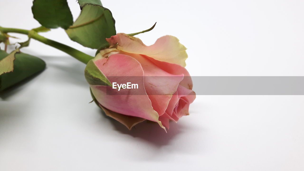 Close-up of pink rose plant