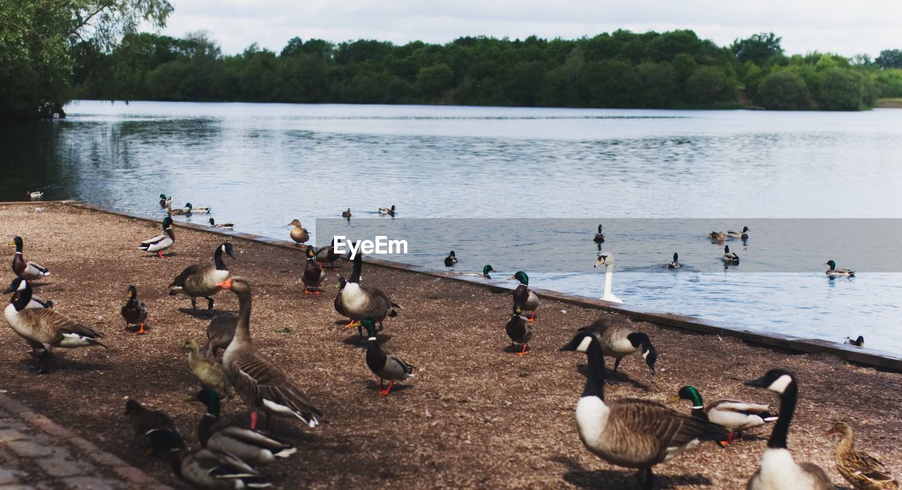 Birds on lakeshore