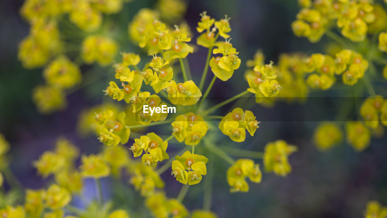 CLOSE-UP OF YELLOW FLOWERING PLANT IN FIELD