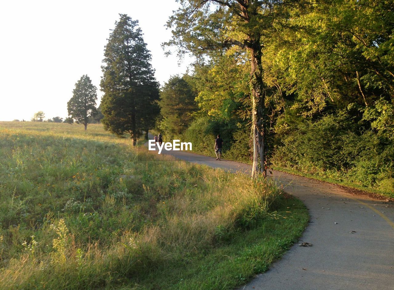 ROAD BY TREES IN FOREST AGAINST CLEAR SKY