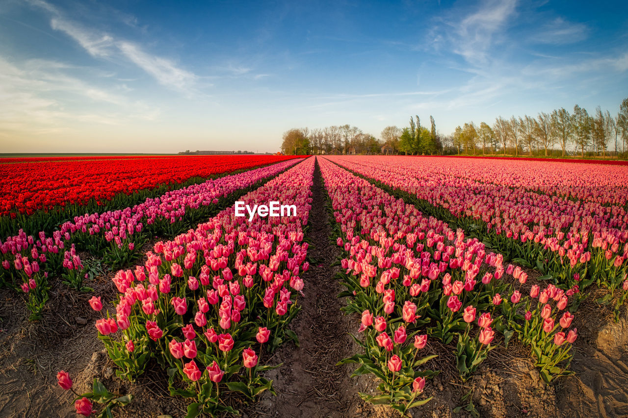 Pink flowering plants on field against sky