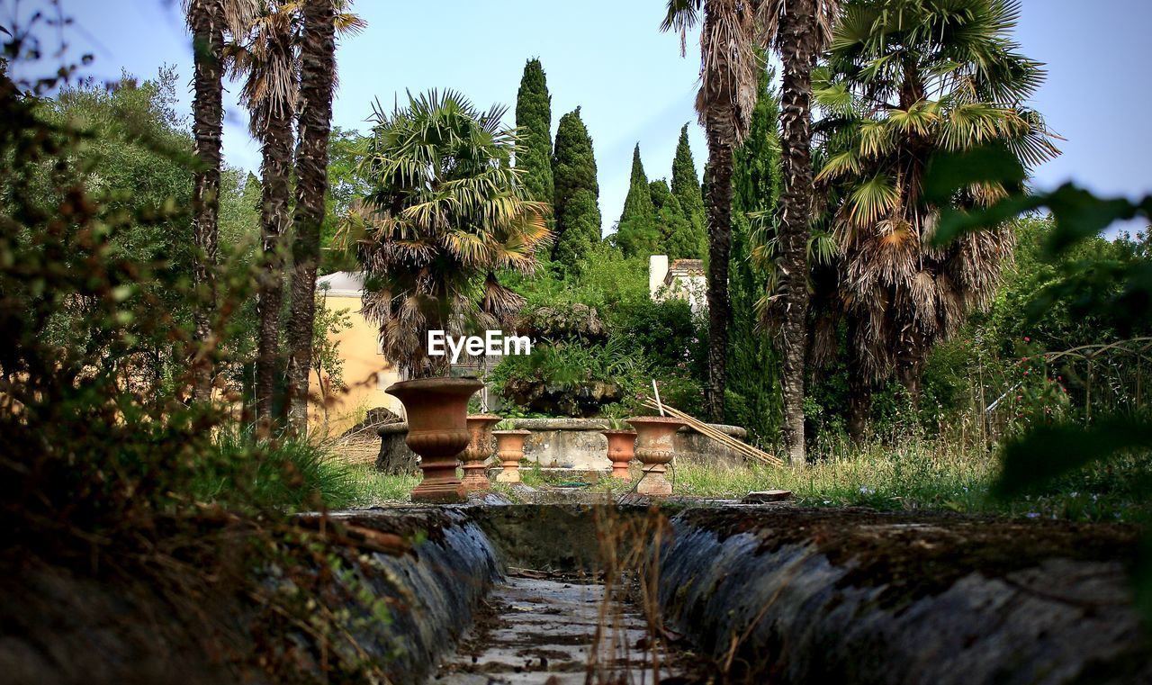 PLANTS AND TREES IN GARDEN AGAINST SKY