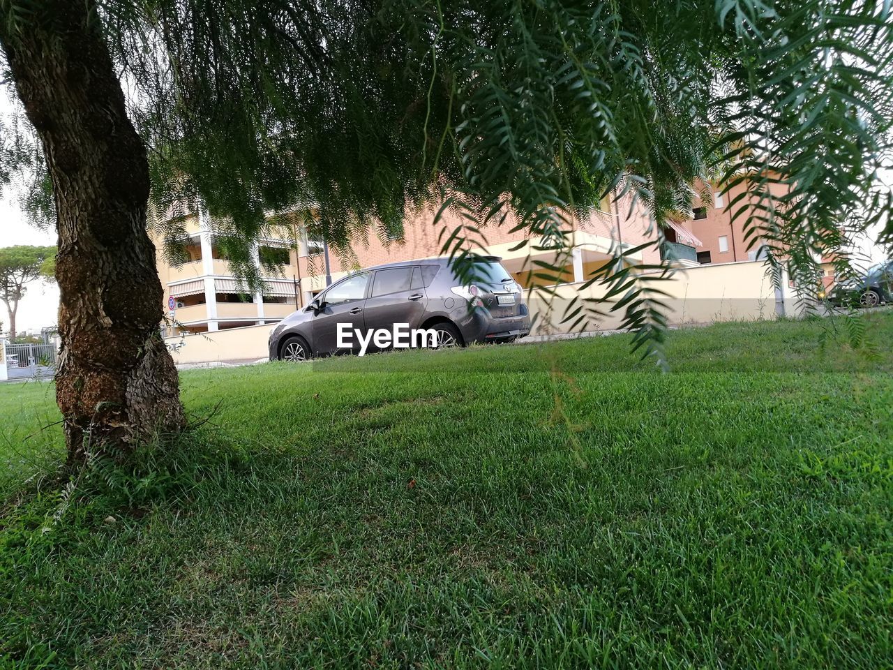 CARS PARKED BY TREE