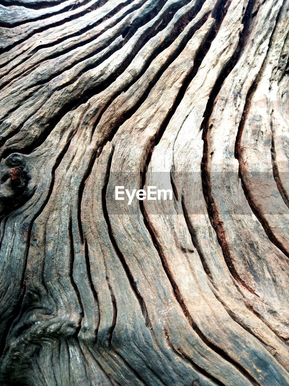 CLOSE-UP OF TREE TRUNK