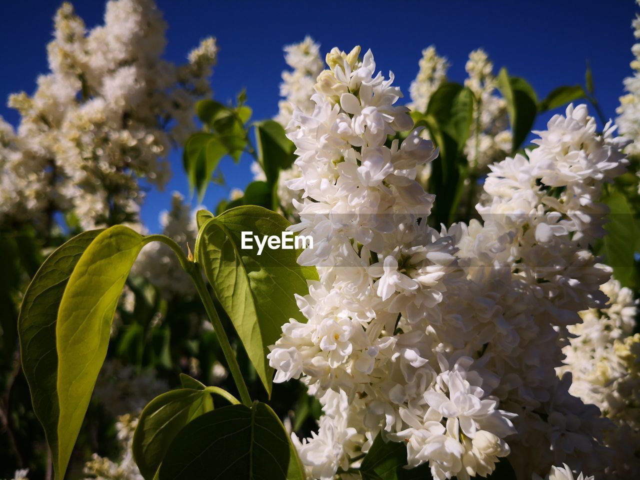 CLOSE-UP OF WHITE FLOWERING PLANT WITH FRESH FLOWERS