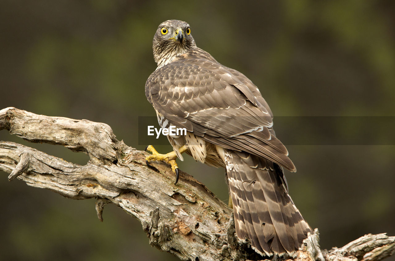 CLOSE-UP OF EAGLE PERCHING ON TREE