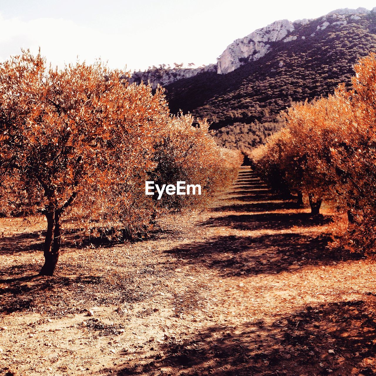 TREES ON MOUNTAIN AGAINST SKY