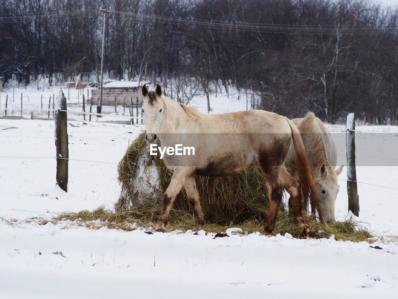 Horse standing on field during winter