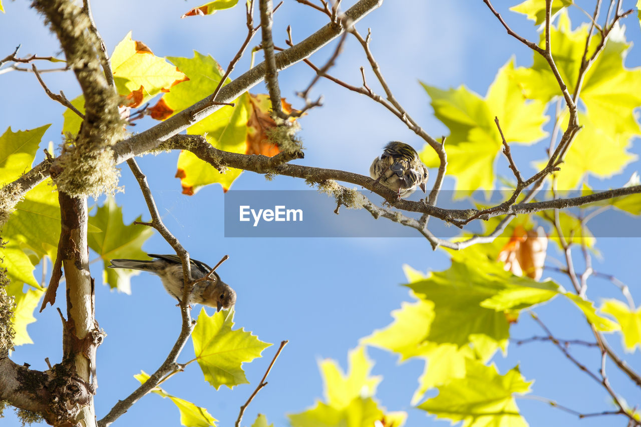 LOW ANGLE VIEW OF BIRD PERCHING ON TREE BRANCH