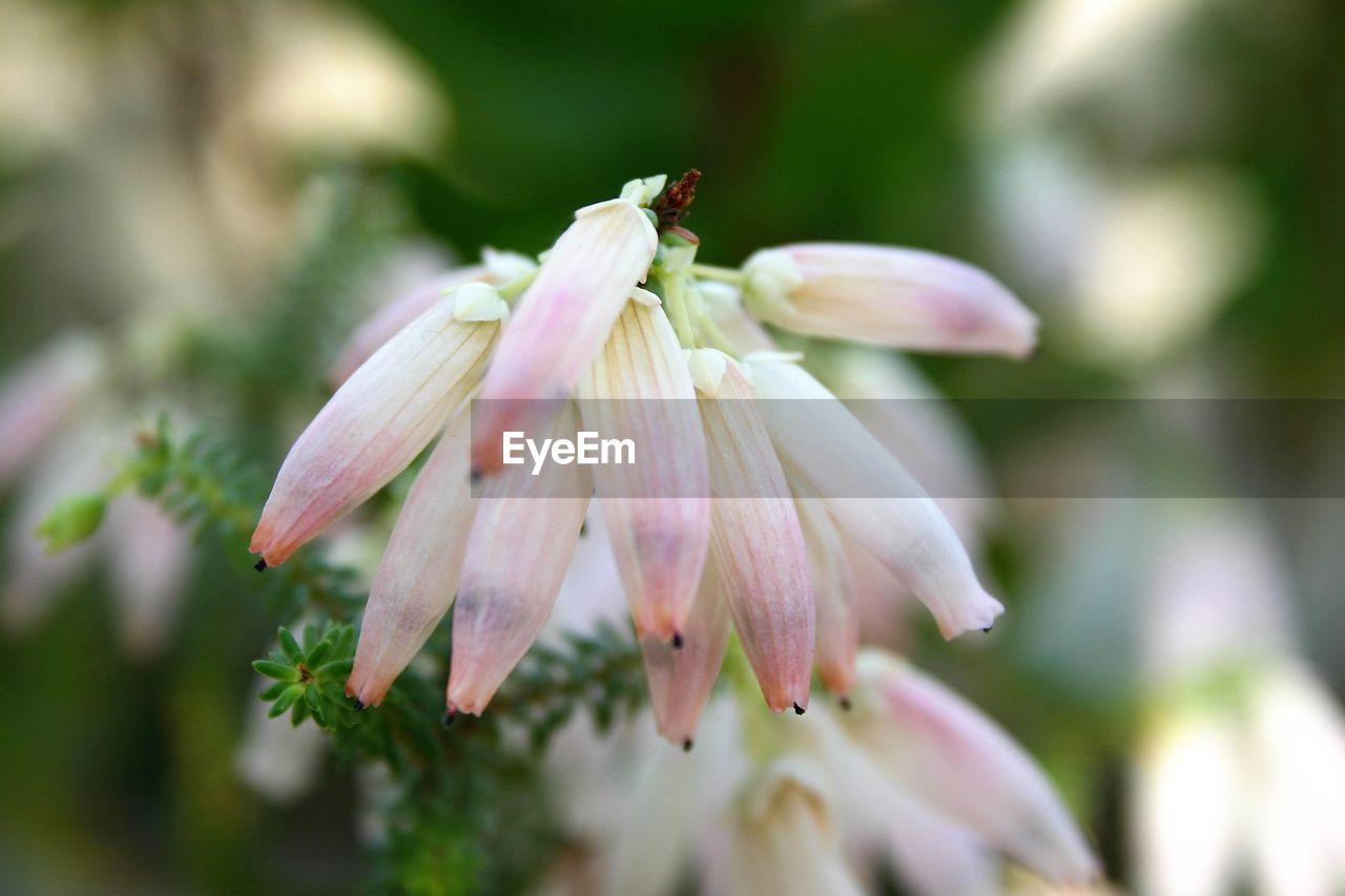 Close-up of flower against blurred background