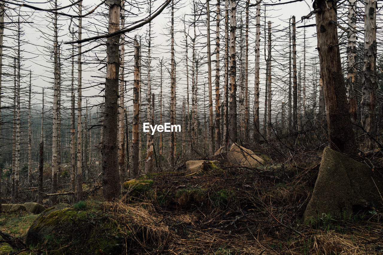 View of trees in forest