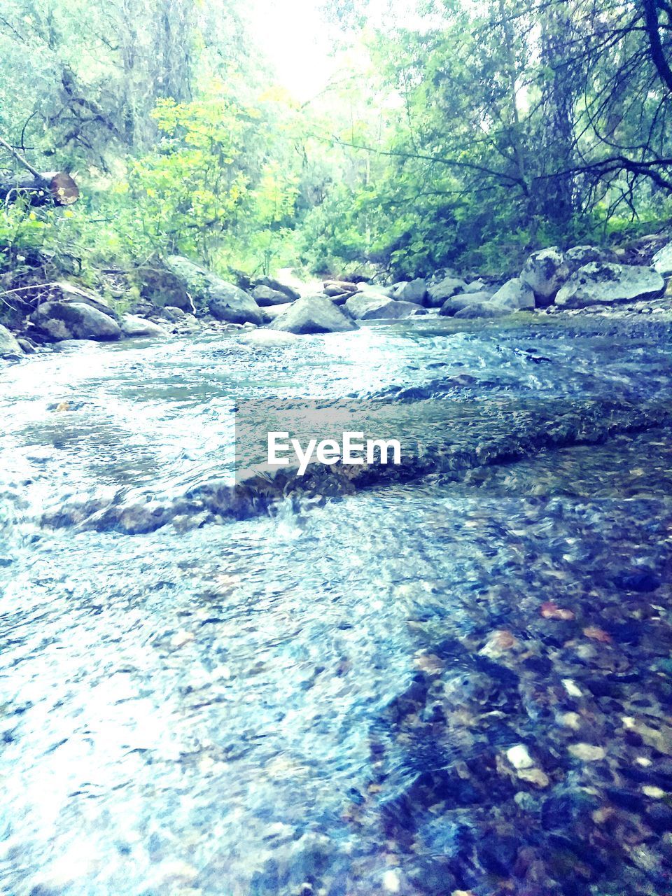 RIVER AMIDST TREES IN FOREST