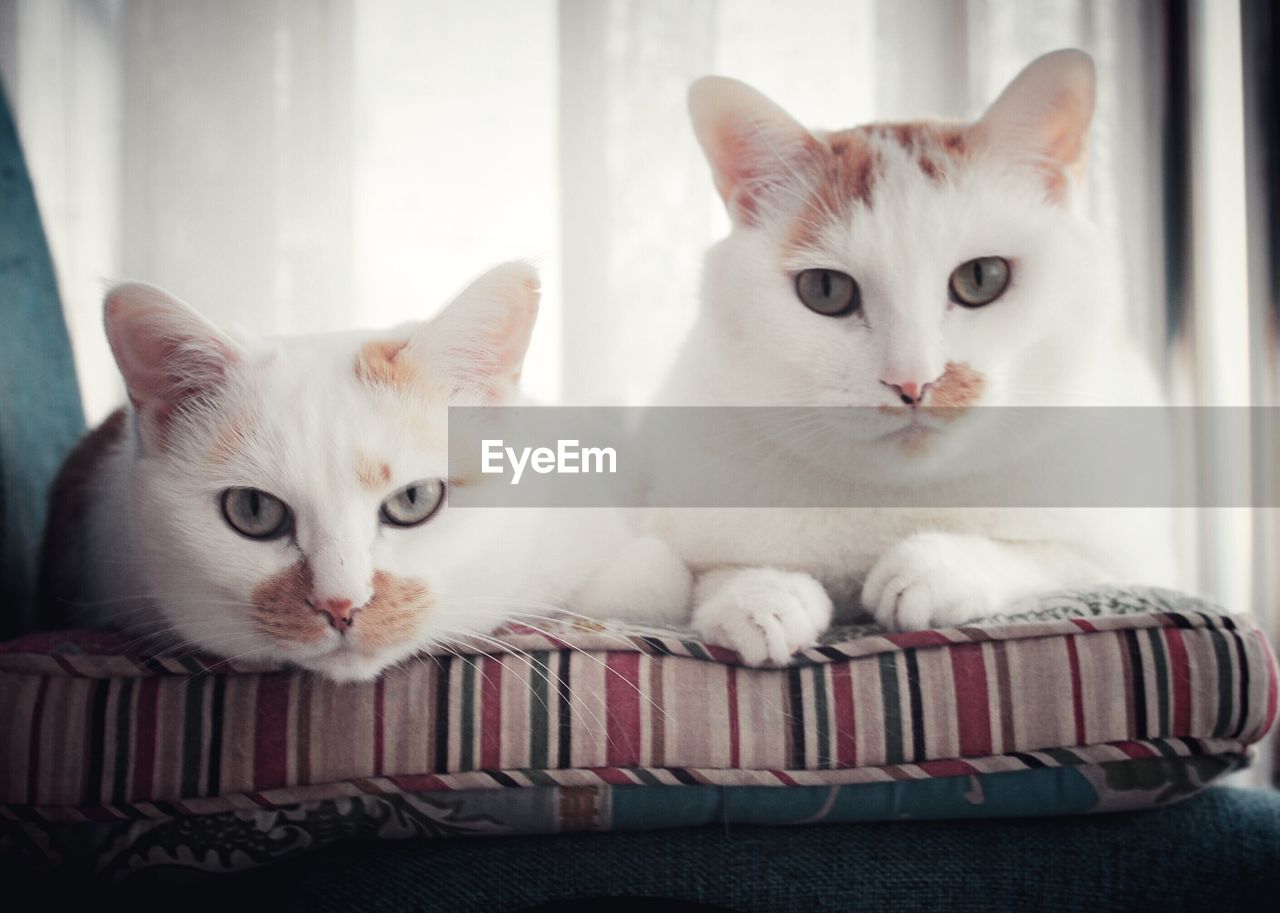 Close-up portrait of cats sitting on bed