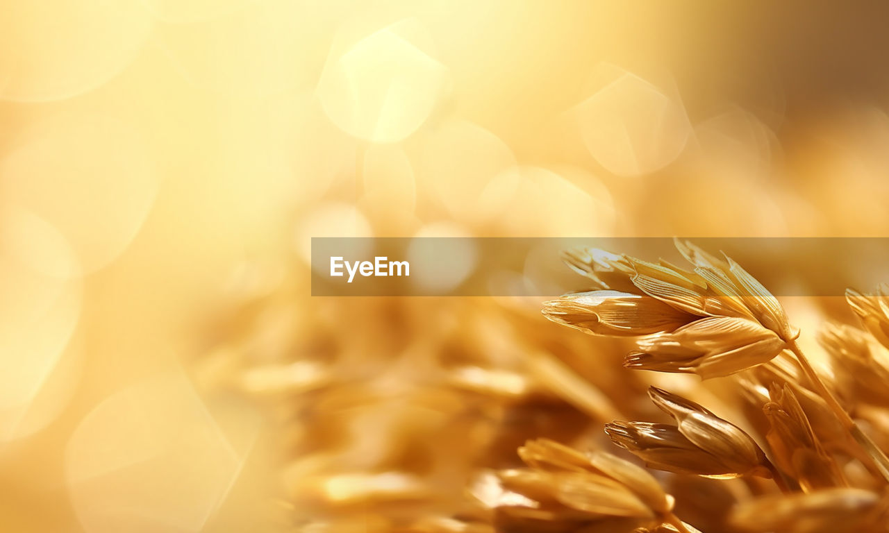 close-up of dry plant