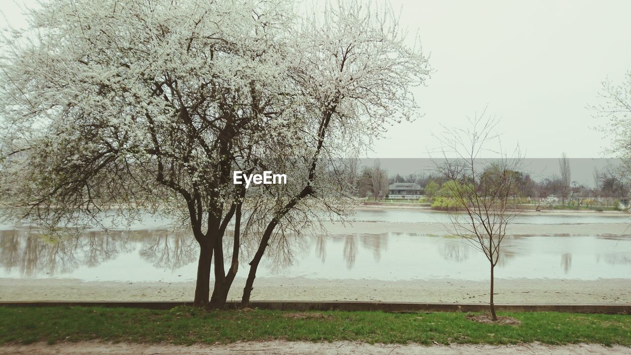 Tree growing on riverbank against sky